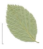 Aulne blanchâtre, feuille