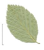 Gray Alder, leaf