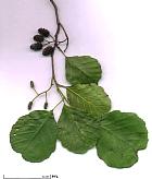 Common Alder, Black Alder,  Alder, leaf