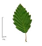 Red Alder, leaf