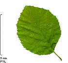 Green Alder, leaf