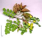 Bladder senna, leaf