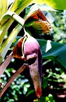 Banana tree, pictures
