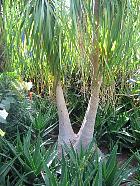 Ponytail Palm, pictures