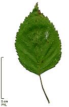 Himalayan Birch, leaf