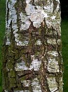 Pubescent Birch