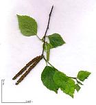 White Birch, flower