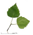 Common birch, leaf