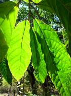 Cacao, leaf