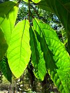 Cacaoyer, feuille