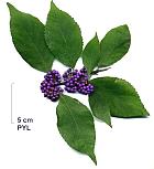 Bodinier's Beautyberry, pictures