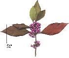Bodinier's Beautyberry, pictures