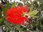Bottle Brush, pictures