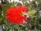 Bottle Brush, flower