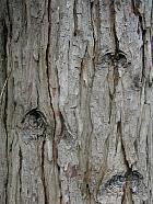 California Incense Cedar, bark