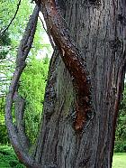California Incense Cedar, trunk
