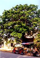 Carob Tree, pictures