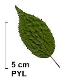 East Hornbeam, leaf