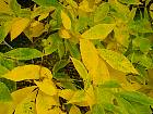 Hickory, Noyer blanc d Amrique, feuille