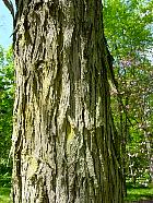 Carya laciniosa, �corce
