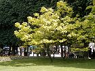 Catalpa dor�, silhouette