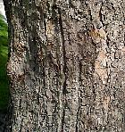 Southern Catalpa, bark