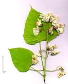 Southern Catalpa, flower