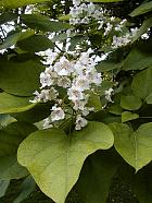 Southern Catalpa, flower