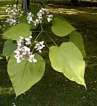 Southern Catalpa, flower