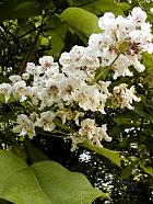 Southern Catalpa, flower