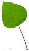 Southern Catalpa, leaf