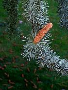 Cèdre de l'Atlas, photos