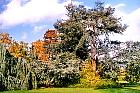 C�dres bleu et pleureur � Chatenay-Malabry, silhouette