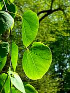 Arbre aux feuilles de cercis, Katsura, feuille