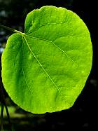 Arbre aux feuilles de cercis, Katsura, feuille