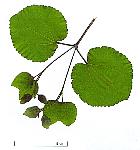 Arbre aux feuilles de cercis, Katsura, feuille