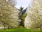 Cerisier blanc, paysage