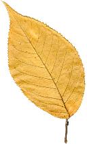 Cerisier, feuilles d'automne