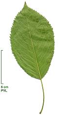 Cherry, leaf
