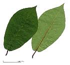Cerisier à grappes, feuille