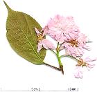 Oriental Cherry, flower