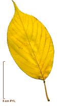 Cerisier du Japon, photos