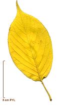 Cerisier du Japon, photos