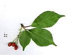 Cerisier du Japon, feuille