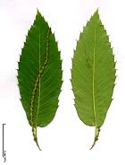 Spanish chestnut, leaf