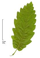 Chêne américain, feuille