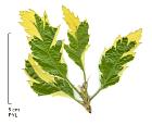 Turkey Oak, leaf