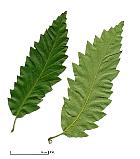Chestnut-leaved Oak, leaf