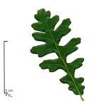 Turkey Oak, leaf