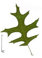 Scarlet Oak, leaf